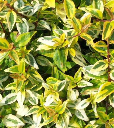 Abelia Kaleidoscope
